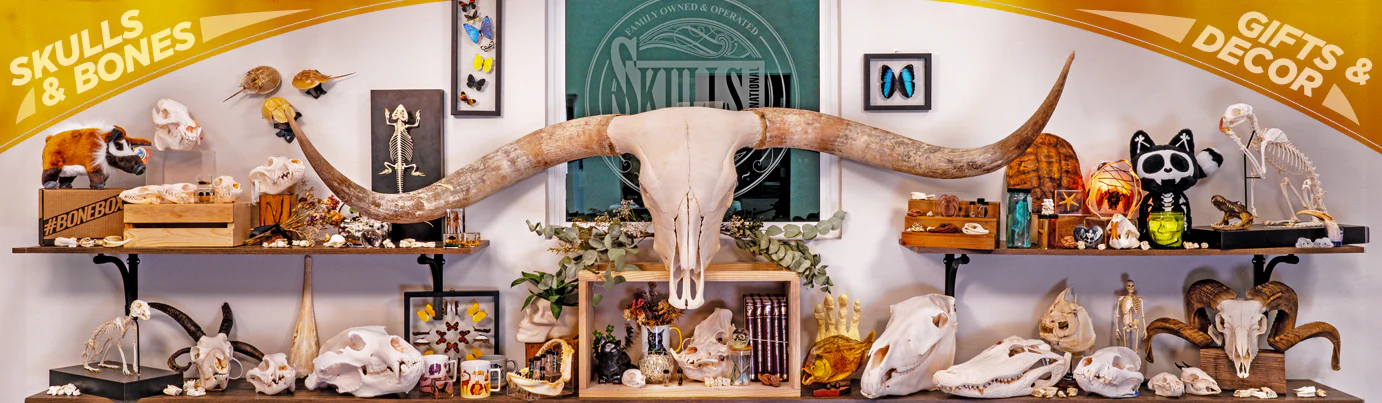Unrivaled Quality in Osteological Specimens