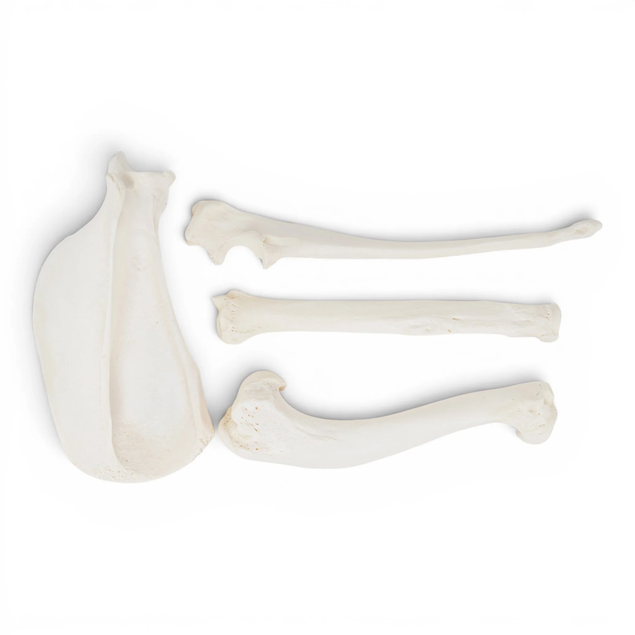 New Arrivals - Animal Skulls + Skeletons