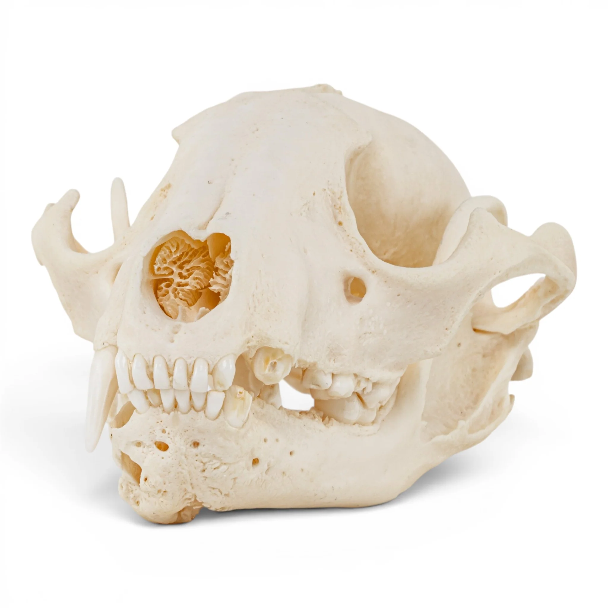 Best Selling Skulls